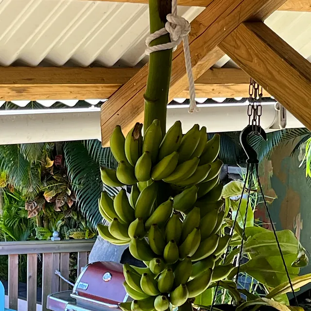 Gîtes Bungalows Basse-Terre, Guadeloupe
