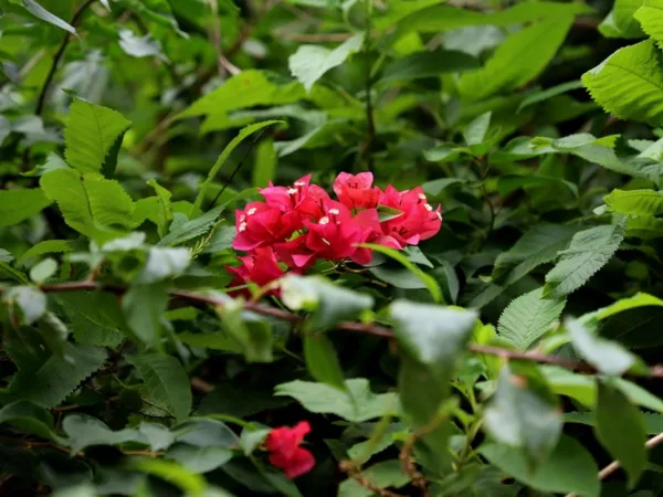 Le Jardin botanique de Deshaies : visite et conseils — Deshaies, Guadeloupe