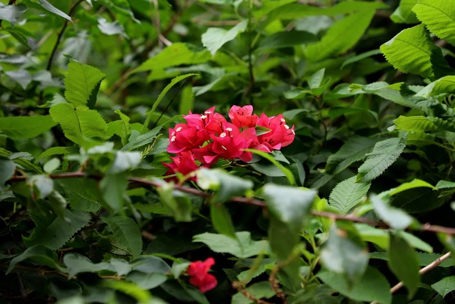 Le Jardin botanique de Deshaies : visite et conseils — Deshaies, Guadeloupe