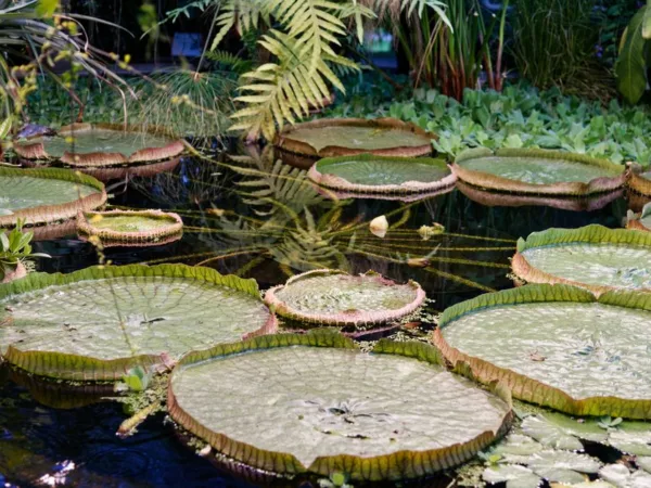Les plus beaux jardins et parcs de Guadeloupe — Toute la Guadeloupe, Guadeloupe