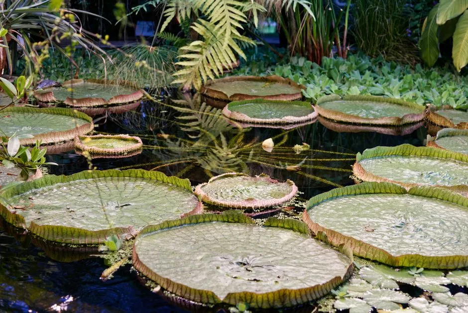 Les plus beaux jardins et parcs de Guadeloupe — Toute la Guadeloupe, Guadeloupe