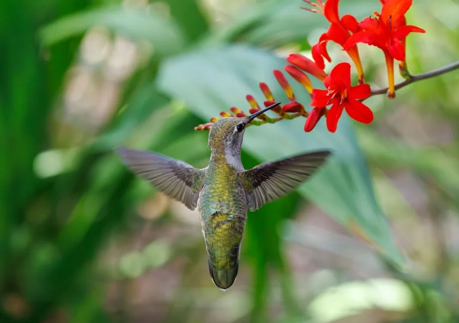 Petit-Bourg : nature, jardins et spa — Petit-Bourg, Guadeloupe