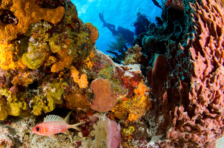 Plongée à la Réserve Cousteau (Bouillante) : le guide 2026