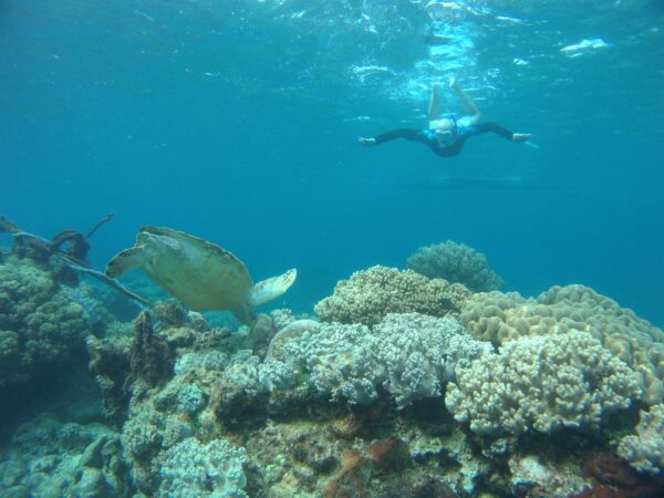 Plongée et snorkeling en Guadeloupe : meilleurs spots et clubs — Toute la Guadeloupe, Guadeloupe