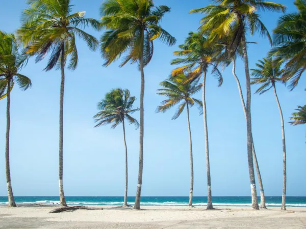 Noël et fin d'année en Guadeloupe : que faire - Toute la Guadeloupe, Guadeloupe