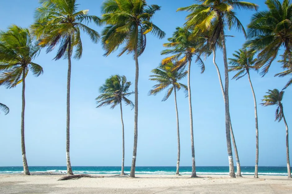 Noël et fin d'année en Guadeloupe : que faire - Toute la Guadeloupe, Guadeloupe