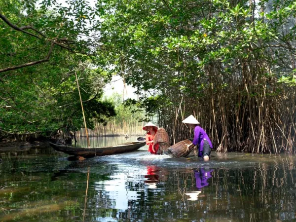 La mangrove du Grand Cul-de-Sac Marin : excursions - Toute la Guadeloupe, Guadeloupe