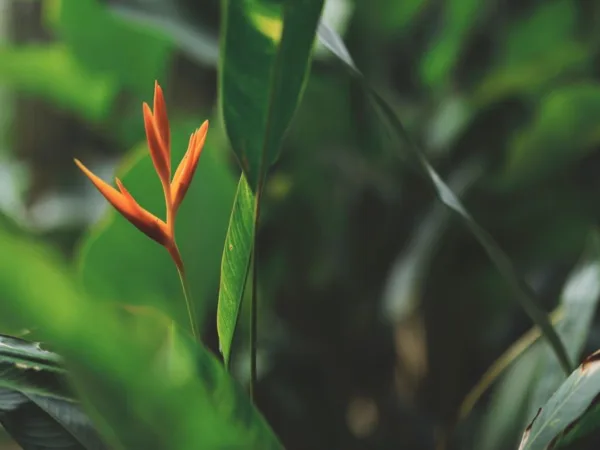 Les 5 plus beaux jardins de Guadeloupe - Toute la Guadeloupe, Guadeloupe