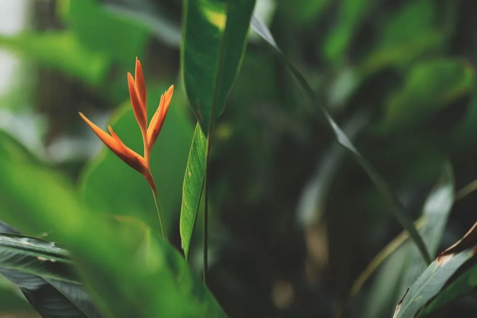 Les 5 plus beaux jardins de Guadeloupe - Toute la Guadeloupe, Guadeloupe