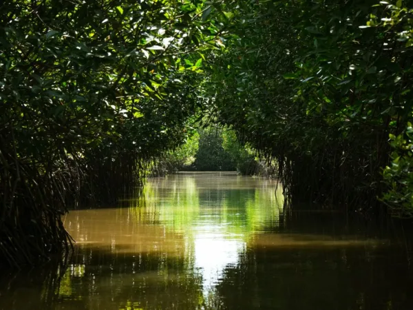 Morne-à-l'Eau : le cimetière en damier et la mangrove - Morne-à-l'Eau, Guadeloupe