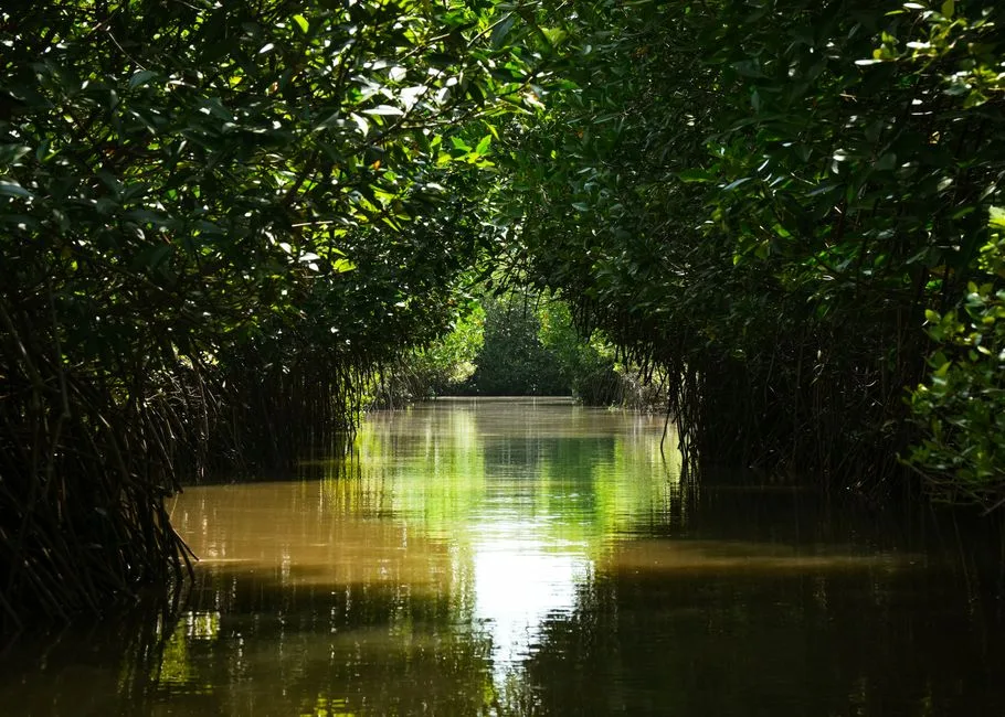 Morne-à-l'Eau : le cimetière en damier et la mangrove - Morne-à-l'Eau, Guadeloupe