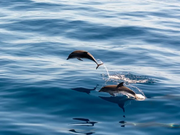Observer baleines et dauphins en Guadeloupe - Toute la Guadeloupe, Guadeloupe