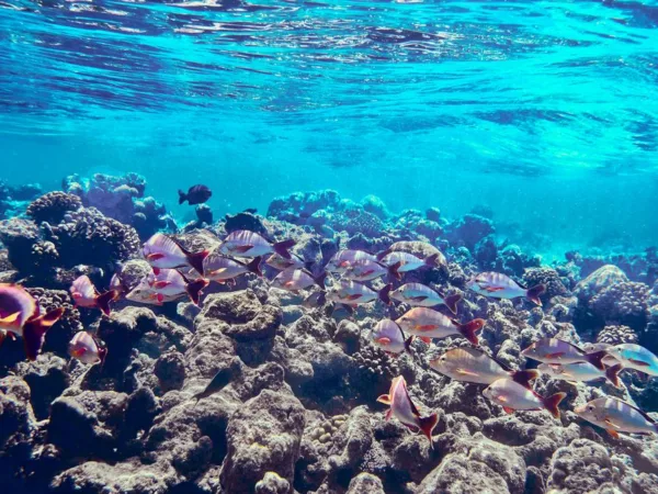 Réserve du Grand Cul-de-Sac Marin : guide nature - Toute la Guadeloupe, Guadeloupe