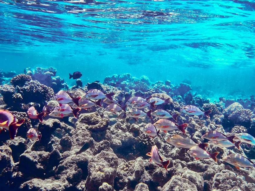 Réserve du Grand Cul-de-Sac Marin : guide nature - Toute la Guadeloupe, Guadeloupe