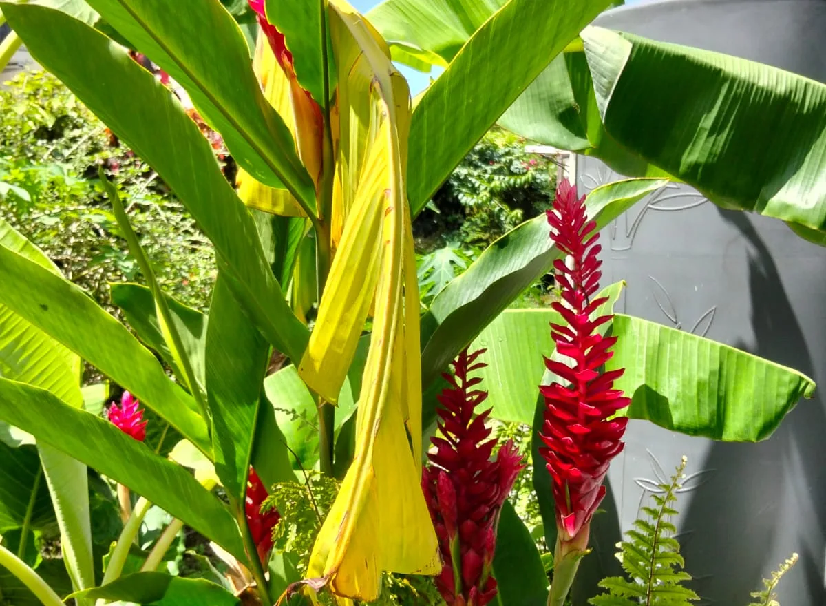 Maison Villa à la location saisonnière Saint-François, Grande-Terre, Guadeloupe