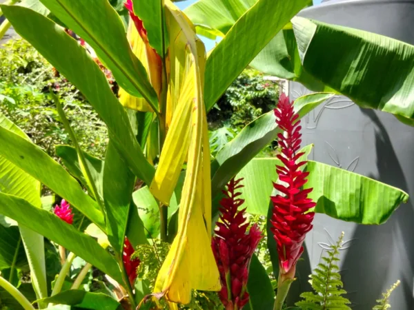 Maison Villa à la location saisonnière Saint-François, Grande-Terre, Guadeloupe